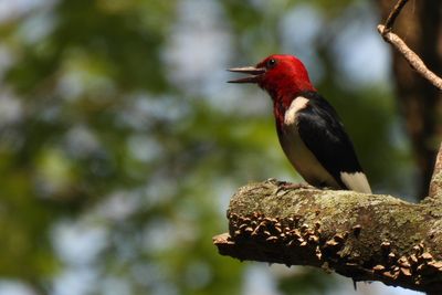 Red-headed Woodpecker, 2021-07-05 &mdash; Cook County, IL