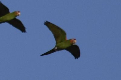 Red-masked Parakeet, 2021-12-29 &mdash; Broward County, FL