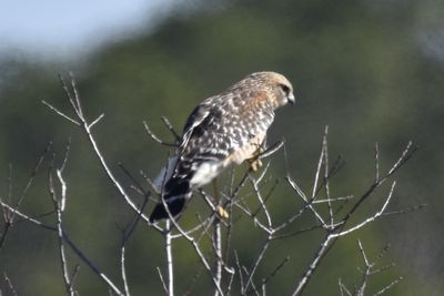 Red-shouldered Hawk, 2022-12-29 &mdash; Wakulla County, FL