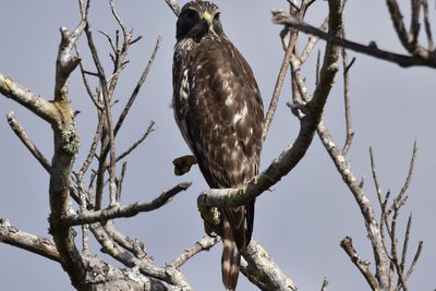 Red-shouldered Hawk, 2022-01-02 &mdash; Broward County, FL