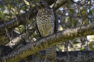 Red-shouldered Hawk, 2021-12-29 &mdash; Broward County, FL