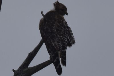 Red-shouldered Hawk, 2021-12-12 &mdash; Wakulla County, FL