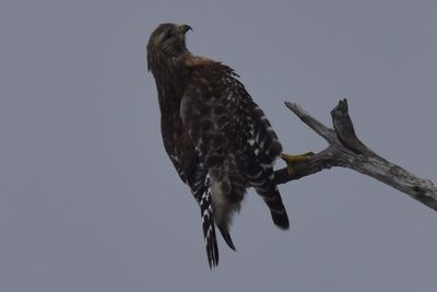 Red-shouldered Hawk, 2021-12-11 &mdash; Wakulla County, FL