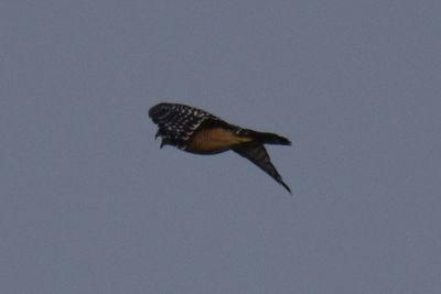 Red-shouldered Hawk, 2021-09-11 &mdash; Leon County, FL