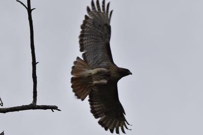 Red-tailed Hawk, 2022-05-22 &mdash; Leon County, FL