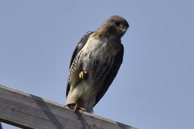 Red-tailed Hawk, 2021-08-14 &mdash; Henderson County, NC