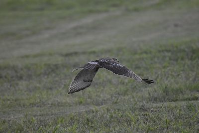 Red-tailed Hawk, 2021-08-13 &mdash; Henderson County, NC