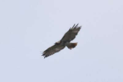 Red-tailed Hawk, 2021-08-11 &mdash; Henderson County, NC