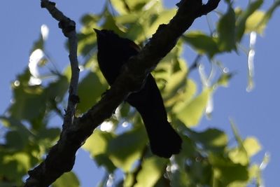 Red-winged Blackbird, 2025-05-26 &mdash; Washtenaw County, MI