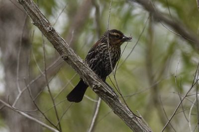 Red-winged Blackbird, 2022-06-05 &mdash; Leon County, FL