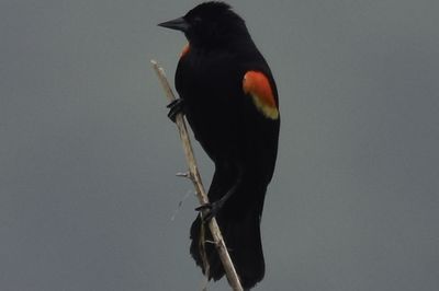 Red-winged Blackbird, 2022-05-22 &mdash; Leon County, FL