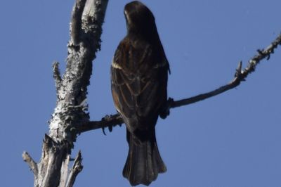 Red-winged Blackbird, 2021-11-13 &mdash; Wakulla County, FL