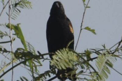 Red-winged Blackbird, 2021-09-25 &mdash; Leon County, FL