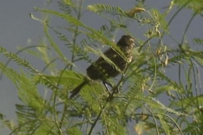 Red-winged Blackbird, 2021-09-11 &mdash; Leon County, FL