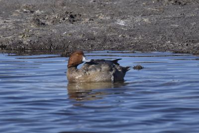 Redhead, 2022-12-29 &mdash; Wakulla County, FL