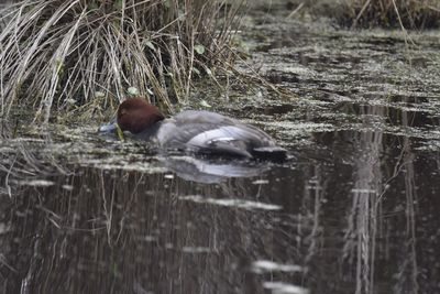 Redhead, 2021-12-11 &mdash; Wakulla County, FL