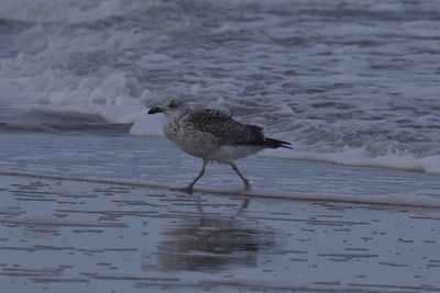 Ring-billed Gull, 2023-02-04 &mdash; Wakulla County, FL
