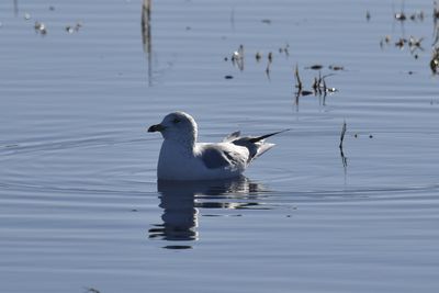 Ring-billed Gull, 2022-12-29 &mdash; Wakulla County, FL