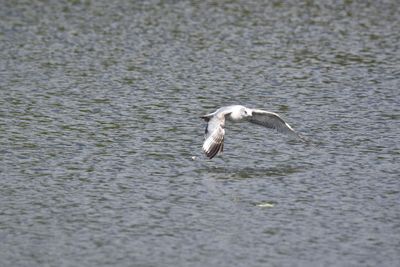 Ring-billed Gull, 2022-01-02 &mdash; Broward County, FL