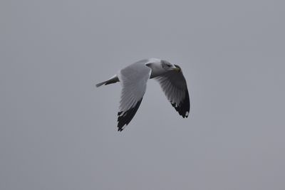 Ring-billed Gull, 2021-12-11 &mdash; Wakulla County, FL