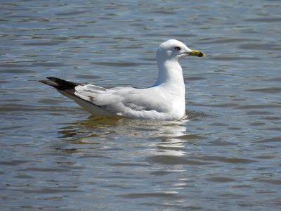 Ring-billed Gull, 2021-07-09 &mdash; Manitowoc County, WI