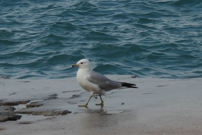 Ring-billed Gull, 2021-07-04 &mdash; Cook County, IL