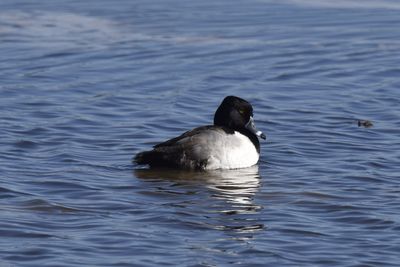 Ring-necked Duck, 2022-12-29 &mdash; Wakulla County, FL