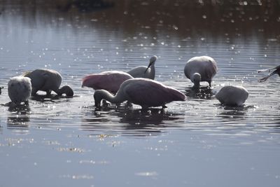 Roseate Spoonbill, 2021-11-13 &mdash; Wakulla County, FL
