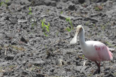 Roseate Spoonbill, 2021-07-17 &mdash; Palm Beach County, FL