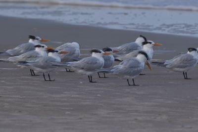Royal Tern, 2023-02-04 &mdash; Wakulla County, FL
