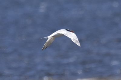 Royal Tern, 2022-02-19 &mdash; Wakulla County, FL