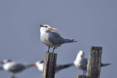 Royal Tern, 2021-12-11 &mdash; Wakulla County, FL