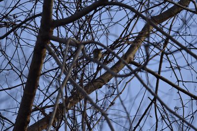 Ruby-crowned Kinglet, 2022-02-05 &mdash; Leon County, FL