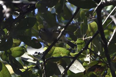 Ruby-crowned Kinglet, 2021-11-13 &mdash; Wakulla County, FL