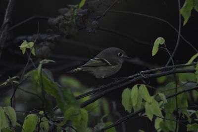 Ruby-crowned Kinglet, 2021-11-12 &mdash; Leon County, FL