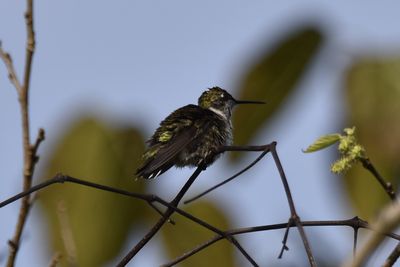 Ruby-throated Hummingbird, 2021-09-11 &mdash; Leon County, FL