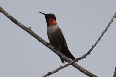 Ruby-throated Hummingbird, 2021-08-28 &mdash; Leon County, FL