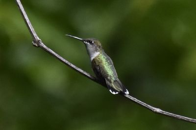 Ruby-throated Hummingbird, 2021-08-12 &mdash; Henderson County, NC