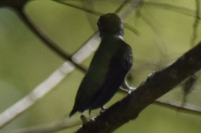 Ruby-throated Hummingbird, 2021-08-11 &mdash; Henderson County, NC