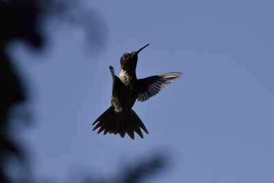 Ruby-throated Hummingbird, 2021-08-10 &mdash; Henderson County, NC