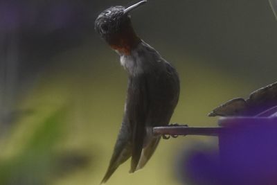 Ruby-throated Hummingbird, 2021-08-09 &mdash; Henderson County, NC