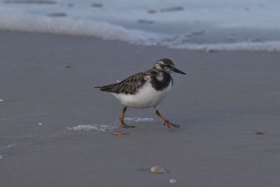 Ruddy Turnstone, 2023-02-04 &mdash; Wakulla County, FL