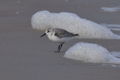 Sanderling, 2023-02-04 &mdash; Wakulla County, FL