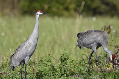 Sandhill Crane, 2022-01-02 &mdash; Broward County, FL