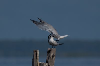 Sandwich Tern, 2022-06-12 &mdash; Wakulla County, FL