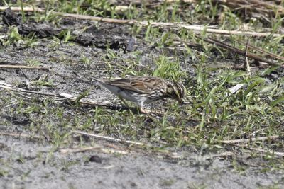 Savannah Sparrow, 2022-03-17 &mdash; Leon County, FL