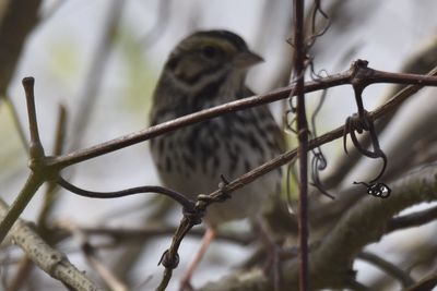 Savannah Sparrow, 2021-12-11 &mdash; Wakulla County, FL