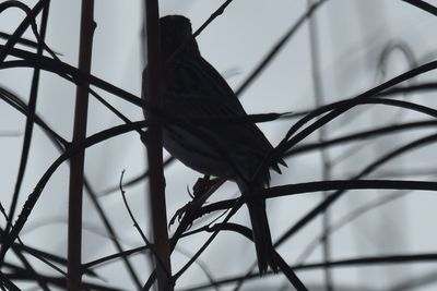 Savannah Sparrow, 2021-12-05 &mdash; Leon County, FL