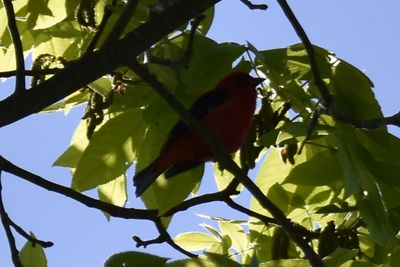Scarlet Tanager, 2025-05-26 &mdash; Washtenaw County, MI