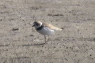 Semipalmated Plover, 2021-11-13 &mdash; Wakulla County, FL